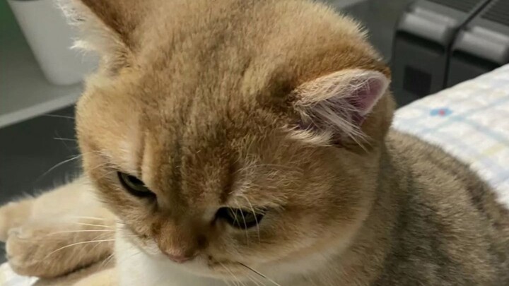 猫咪这几种动作说明养熟了