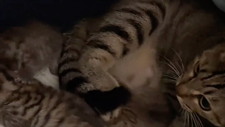 Lần đầu cùng mèo con chăm con