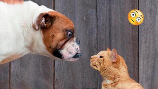 Cat and Dog Friendship - Funny Dogs And Cats Videos 2023 🐱🐶