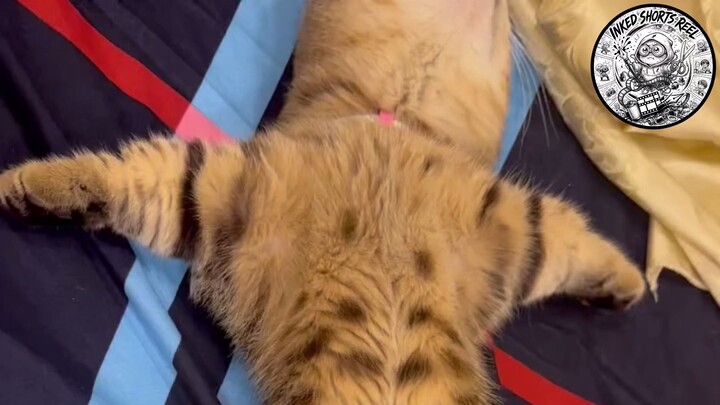 Cat Cute Meaowwwww Sleeping so comfortably, pure bliss in dreamland 😴💤