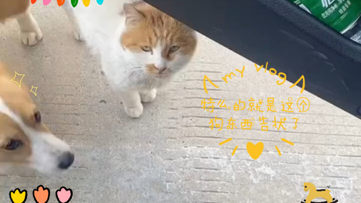 แมว: ไอ้หมาตัวนี้แหละที่ไปฟ้อง!