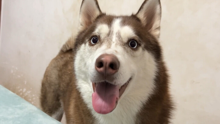 Husky: I haven’t eaten for several minutes—give me some food!