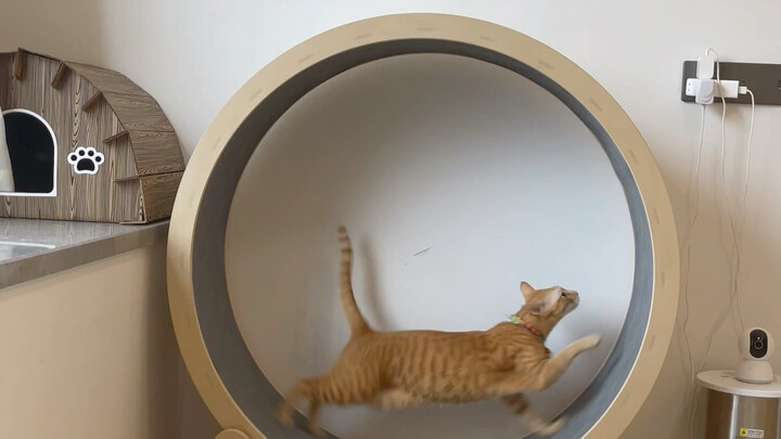 Xiao Mi dan treadmill