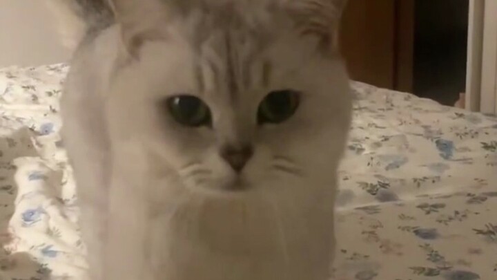 5 Secrets Cats Would Never Reveal, Even If You Split Them in Half!