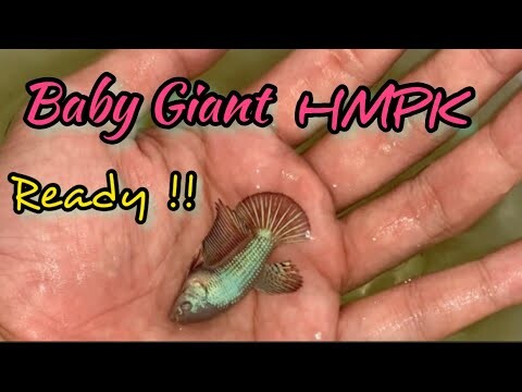 READY BABY GIANT HMPK GELAP GELAP