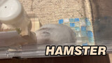 [Động vật]Khi chuột hamster vàng nhà tôi thích cắn gỗ...
