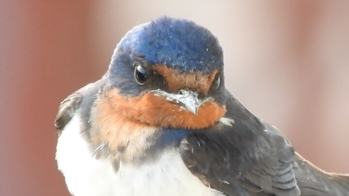 🥰Dễ thương quá! Chim én ơi! Không có em thì anh sống sao nổi, yanzha à 😭