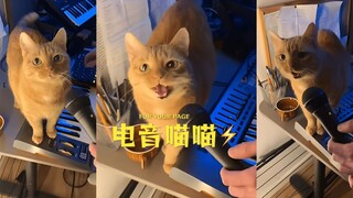都来听猫猫大人唱歌!!! ⚡⚡⚡