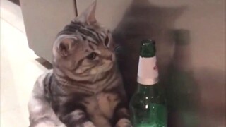 Kehidupan kucing seperti kehidupan manusia, segala sesuatunya adalah takdir!