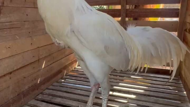 ayam putih tembus