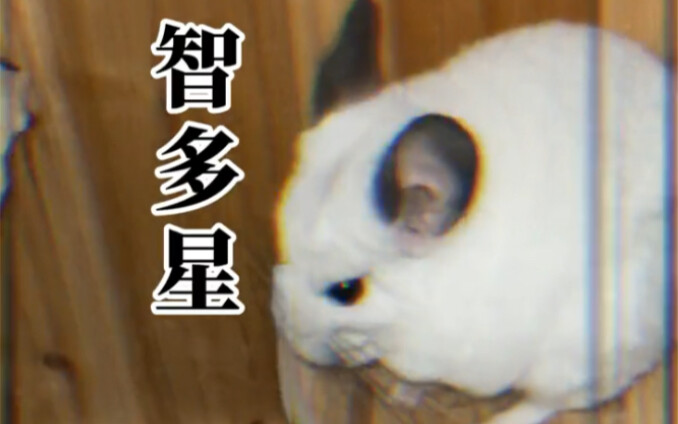 Sinyal minta tolong dari Totoro (Tangyuanzi)!