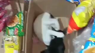 cat playing wrestling
