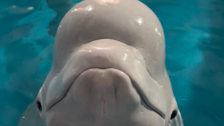 Xiao Hei really knows how to pick! He chooses a big fish for himself and a small one for Da Bai.