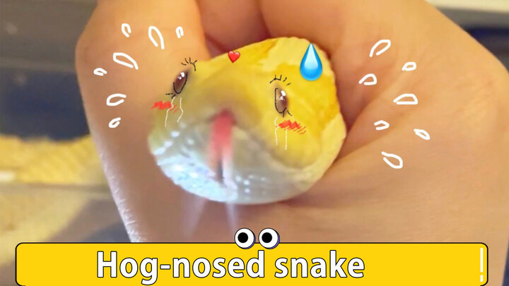 Video of a Cute Yellow Pet Hognose Snake