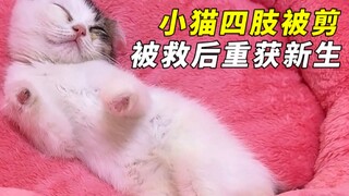 The kitten had all four limbs amputated, and its ears and tail were also missing—fortunately, its mo