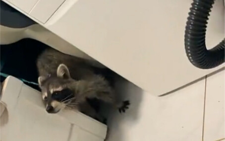 Friendly reminder: Friends with prosthetic limbs should try to avoid keeping raccoons as pets.