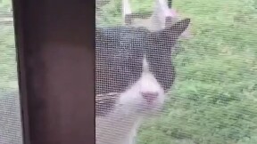 الأصوات الغريبة للقطط