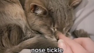 เจ้าของจะตรวจสอบทุกเช้าเพื่อดูว่าแมวอายุ 19 ปียังมีชีวิตอยู่จนถึงวันนี้หรือไม่...