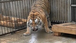 I was helping Big Cat mop the floor and giving him a quick bath, but ended up triggering Tiger's str