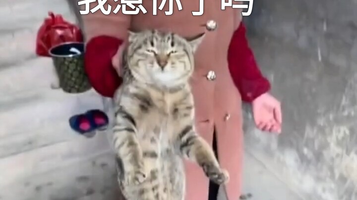 Khi bạn nói muốn sờ con mèo bà ngoại nuôi: