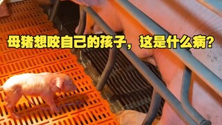 母猪想咬自己的孩子，这是什么病？