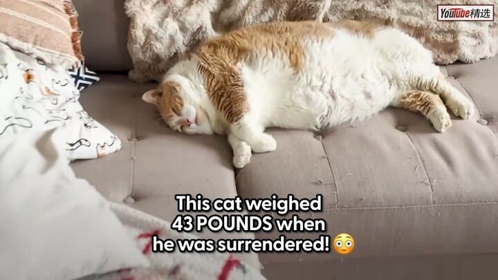 Hành trình giảm cân của chú mèo béo siêu khổng lồ 20kg