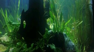 Schooling tiny fish's