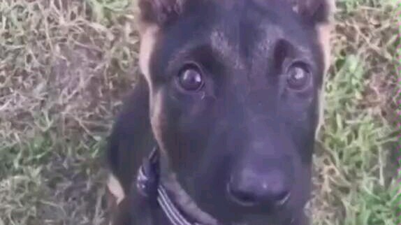 You need to remember, you’re a police dog!