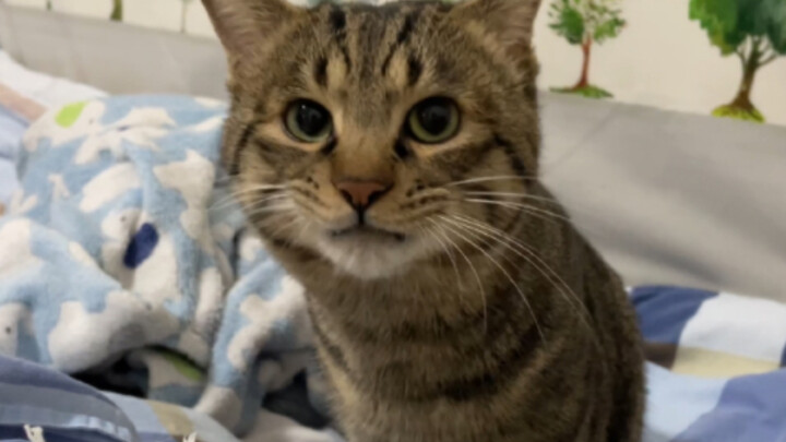 Lần đầu thấy kiểu “siết cổ” khi đạp sữa: Mèo con túm chặt cái mũ rồi cứ thế mà đạp, toàn thân tràn đ