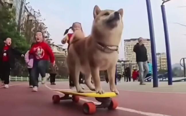 Aku bahkan tidak sebaik seekor anjing Shiba Inu!