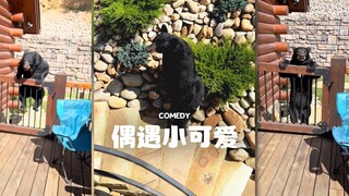 看见熊是跑还是飞⁉️