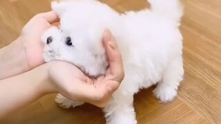 may mga pet kabang cute katulad nito😍🥰