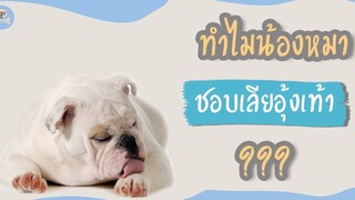 ทำไมน้องหมาชอบเลียอุ้งเท้าตัวเอง SudPad-Dog