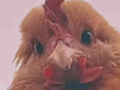 "Chicken! Please don't treat me like a fool!