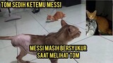 Mengharukan Saat Kucing Meshi Kaki 3 Ketemu Kucing Tom Kaki 2..!