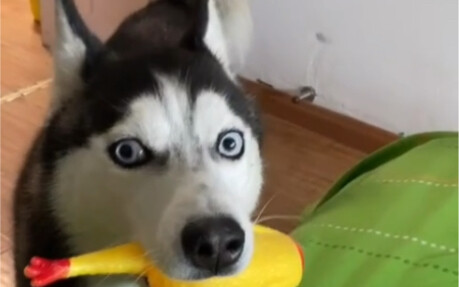 When Shen Rourou was one year old, she was already so naughty!