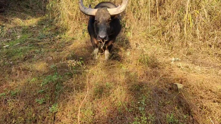 Bull: So Happy to Play Outdoor