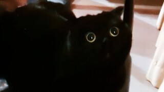 A cat staring at the mirror late at night!