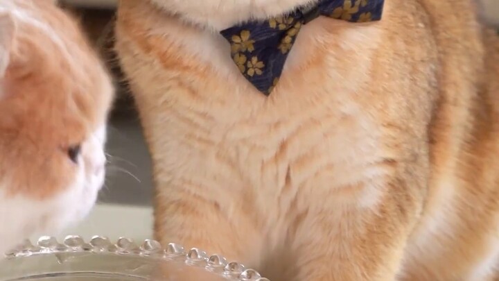 สปาเท้าแมว สบายสุดๆ! คลายเครียดสุดๆ ~