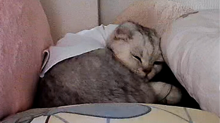 แมว: รักใครสักคนก็ต้องใกล้ชิดกัน ขนาดหางยังต้องพันรอบตัวเธอเลย!