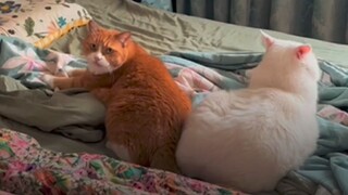 The weather has turned chilly, so the two of us manually swapped Auntie Jiang's old quilt for a thic