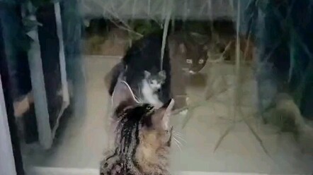 She often feeds stray cats, and one day the stray cat showed up with its whole family.