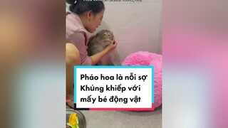 Nỗi sợ mỗi khi có bắn pháo hoa Tết, đứa nhỏ bị liệt do bị săn bắt, giờ nghe tiếng nổ nó sợ lắm My handicapped monkey and handicapped dogs, cats really of fireworks doglover yeuchomeo foreverwheelchair