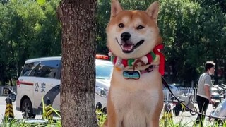 Would you be willing to trade anything for a chance to pet a dog?