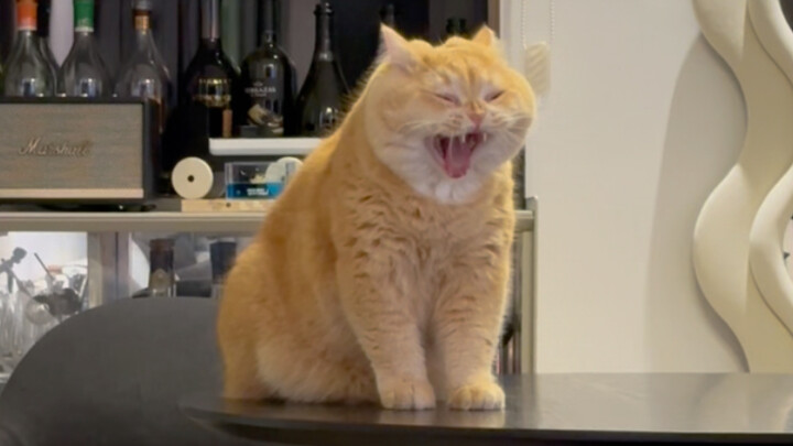 Because I knew he was about to yawn... I turned on the camera in advance.