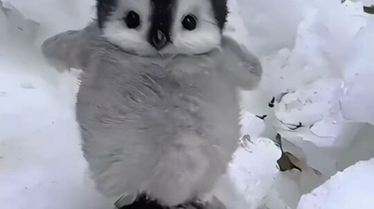 اتضح أن البطريق قد يخطئ ويعتقد أن الإنسان من جنسه