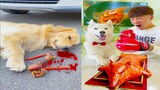Thú Cưng TV | Gia Đình Gâu Đần #38 | Chó Golden thông minh vui nhộn | Pets funny cute dog