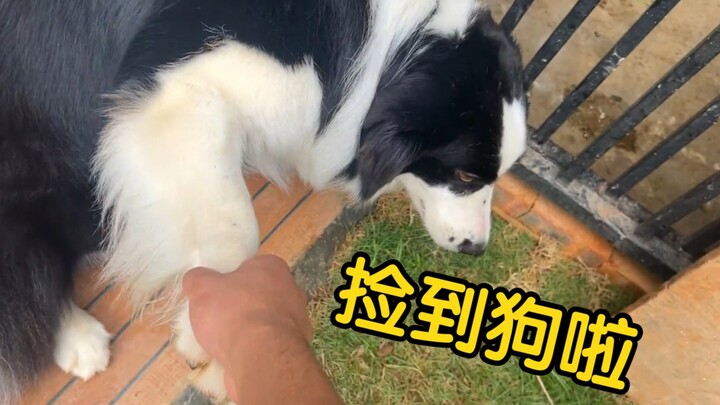 I found some dogs, everyone! They all want to come home with me!