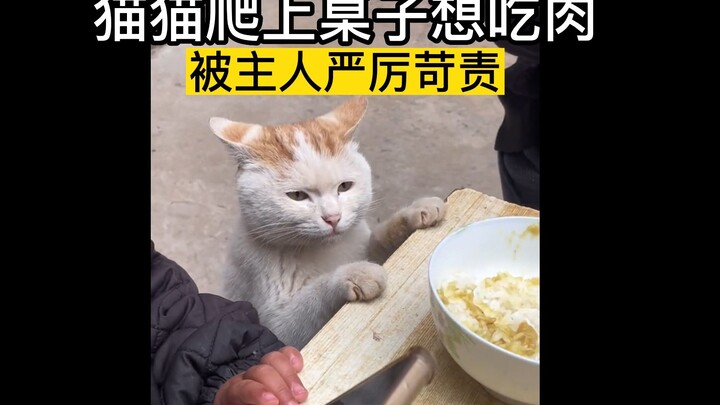The cat climbed onto the table to eat meat and was severely scolded by its owner.