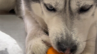 It turns out that puppies can really peel oranges